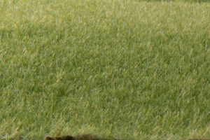 Woodland Scenics Static Grass 2mm Medium Green – FS614